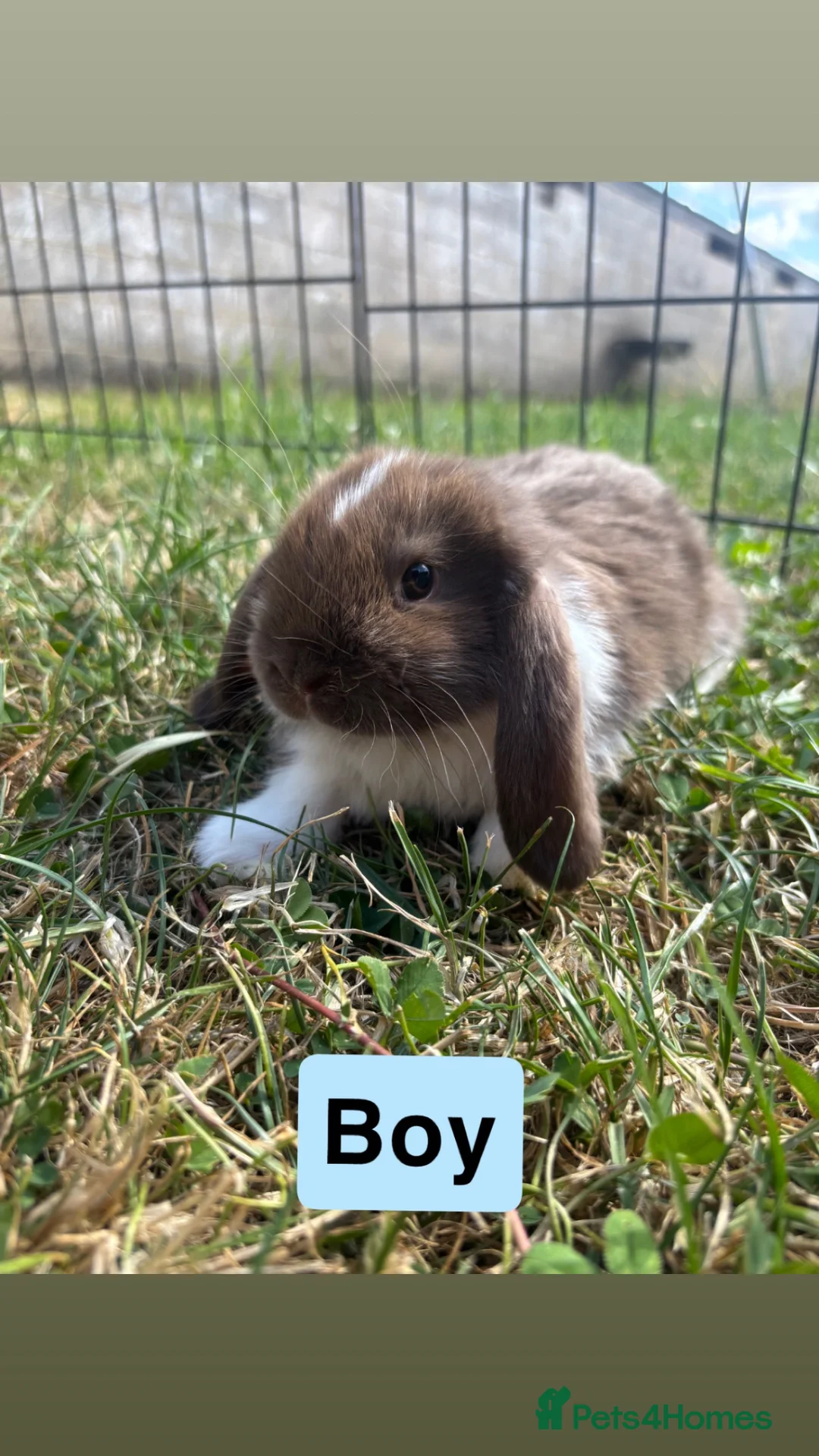 Mini Lop rabbits for sale: Adorable Mini Lop babies - Advert 1