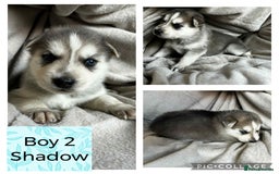 Shepsky dogs for sale: German Shepherd X Husky puppies  - Image 6