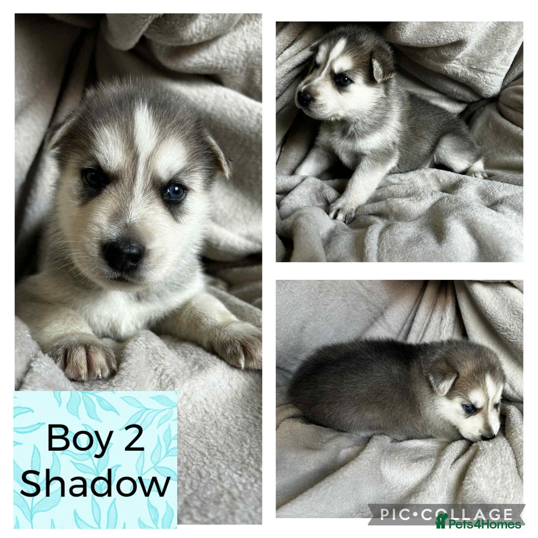 Shepsky dogs for sale: German Shepherd X Husky puppies  - Image 6