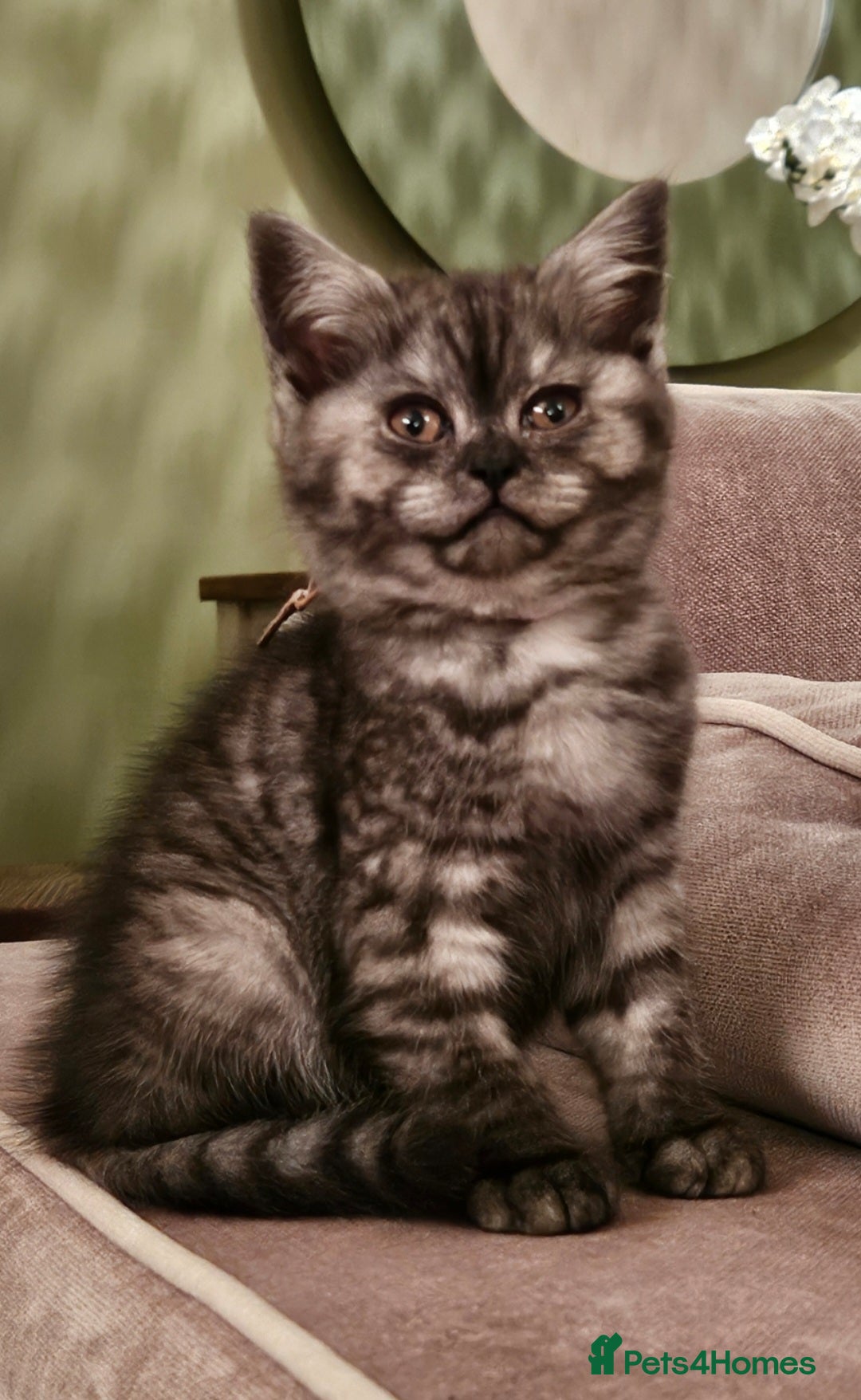 British Shorthair cats for sale: ✨British Shorthair Pedigree Kittens ✨ - Image 5