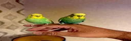 Budgerigars birds for sale: SUPER SILLY TAME BUDGIES FOR SALE WITH CAGE in Solihull - Advert 4