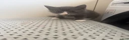 Mixed Breed cats for sale: Kittens  - Advert 6