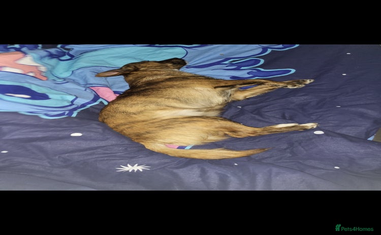Mixed Breed dogs - Advert 1