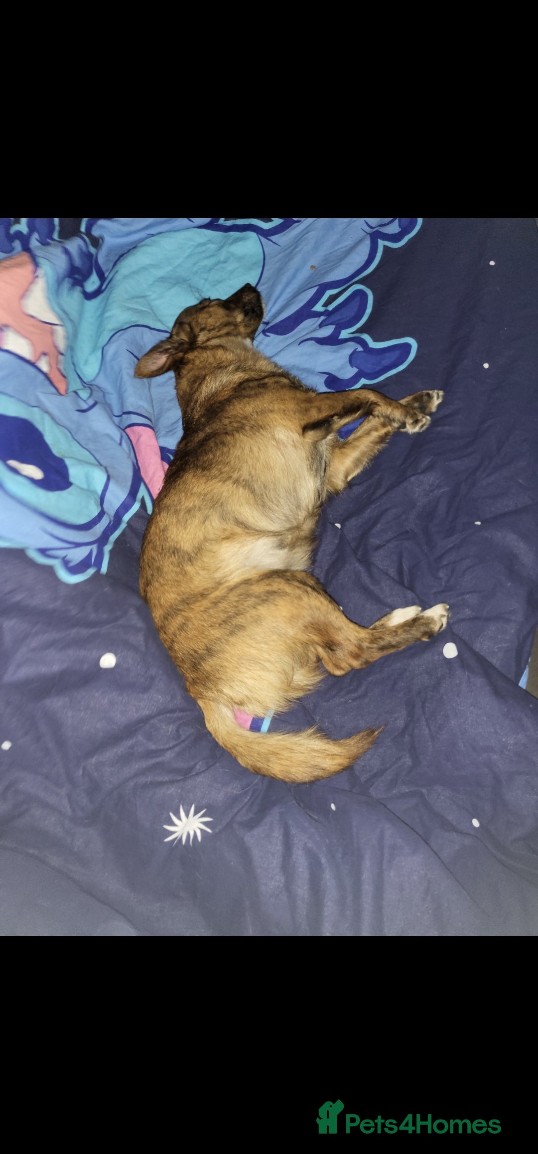 Mixed Breed dogs for sale: Cinnamon  - Image 1
