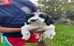 English Springer Spaniel dogs for sale: Traditional English springer spaniels  - Image 11