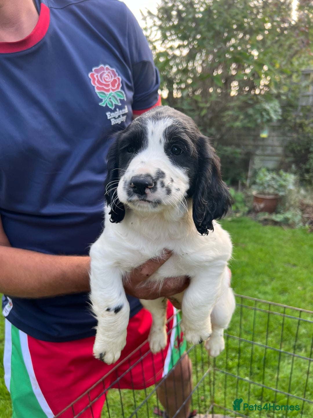 English Springer Spaniel dogs for sale: Traditional English springer spaniels  - Image 11