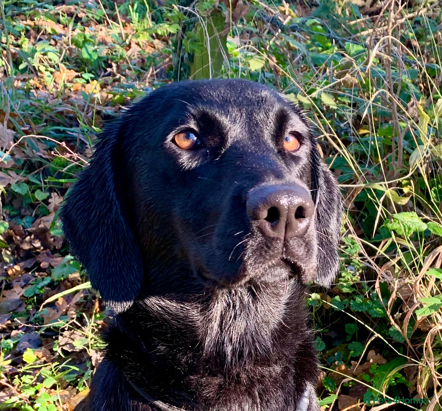 Labrador Retriever dogs Beautiful Black working Labs - Advert 2