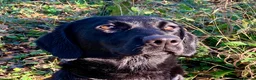 Labrador Retriever dogs for sale: Beautiful Black working Labs - Advert 5