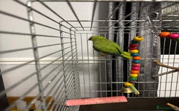 Parakeets birds for sale: Parakeet - FREE - Image 5