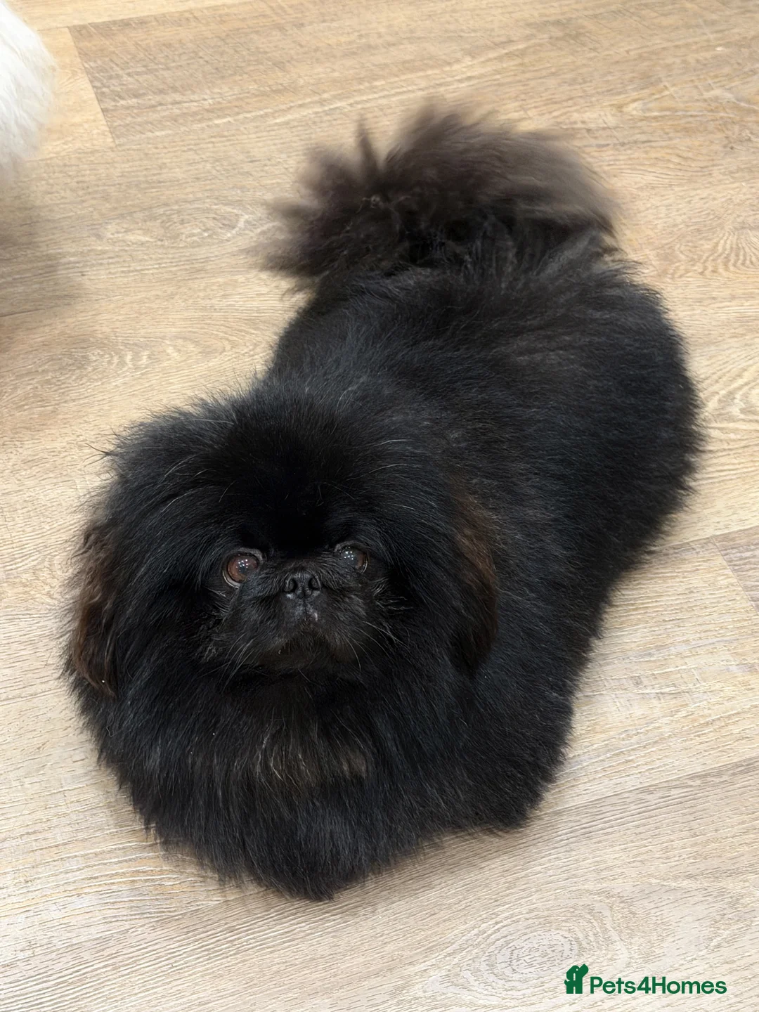 Pekingese dogs for sale: Super Rare Pekingese  - Advert 4