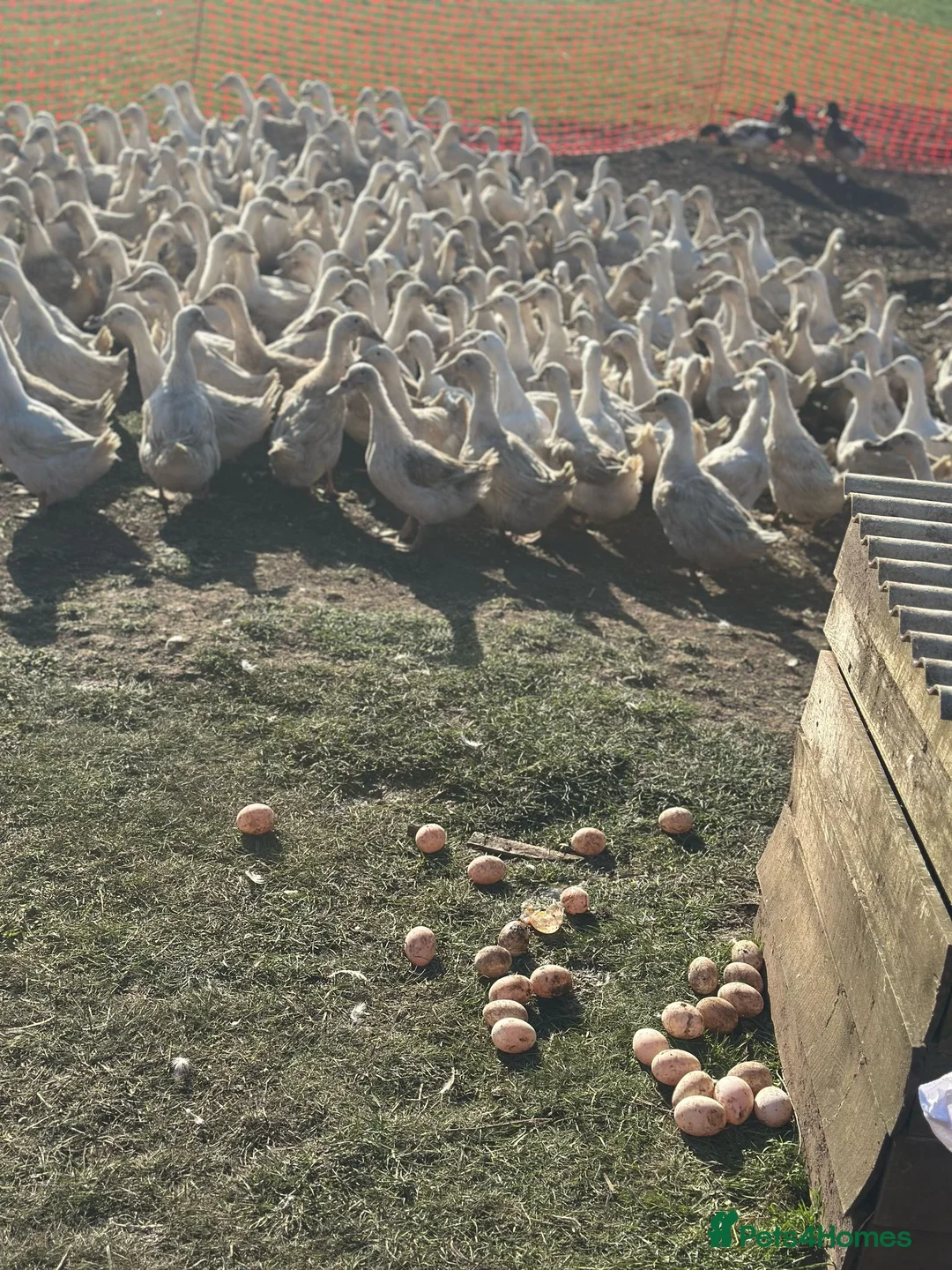 Ducks poultry for sale: White Campbell/Cherry Vally/Aylsburys  in Spalding - Advert 3