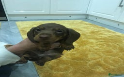 Miniature Dachshund dogs for sale: MAGNIFICENT MINIATURE DACHSHUND PUPPIES - Image 3