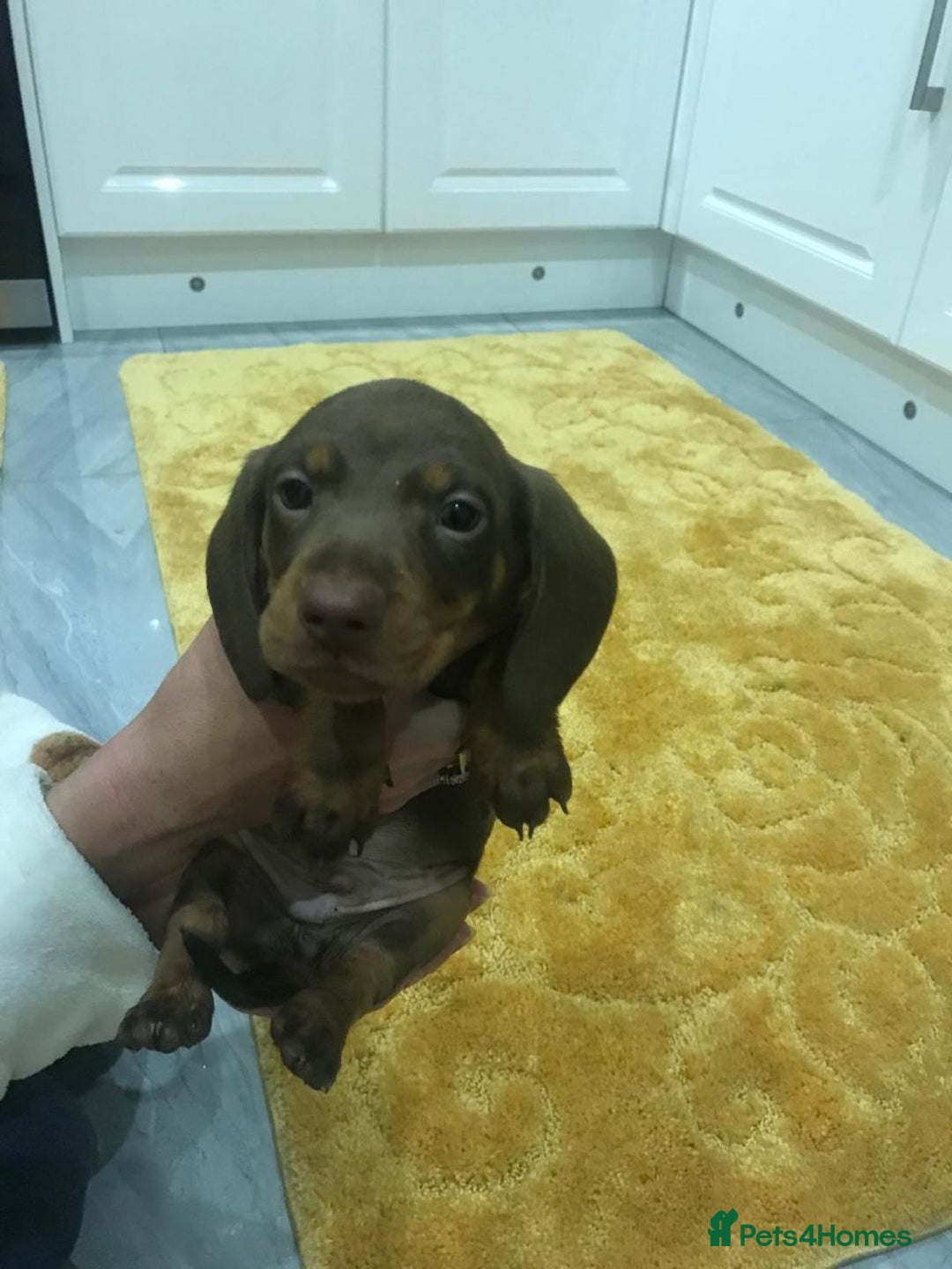 Miniature Dachshund dogs for sale: MAGNIFICENT MINIATURE DACHSHUND PUPPIES - Image 3