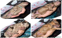Cockapoo dogs for sale: F2bb Cockapoo Chocolate Merle Puppies - Image 26