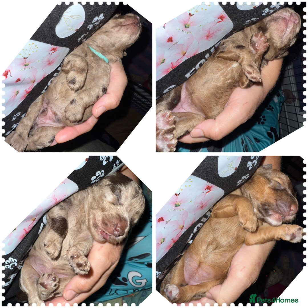 Cockapoo dogs for sale: F2bb Cockapoo Chocolate Merle Puppies - Image 26