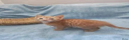 Mixed Breed cats for sale: Beautiful Kittens Videos in Barnsley - Advert 32