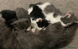 Mixed Breed cats for sale: Four beautiful kittens  - Image 13