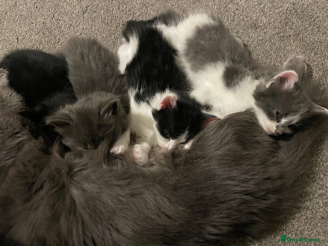 Mixed Breed cats for sale: Four beautiful kittens  - Image 13