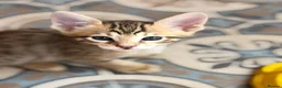 Savannah cats for sale: F5 SBT SNOW & BST SAVANNAHS KITTENS - Advert 24