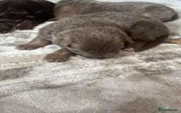 German Shepherd dogs for sale: Working KC GSD German shepherd puppies  - Image 10