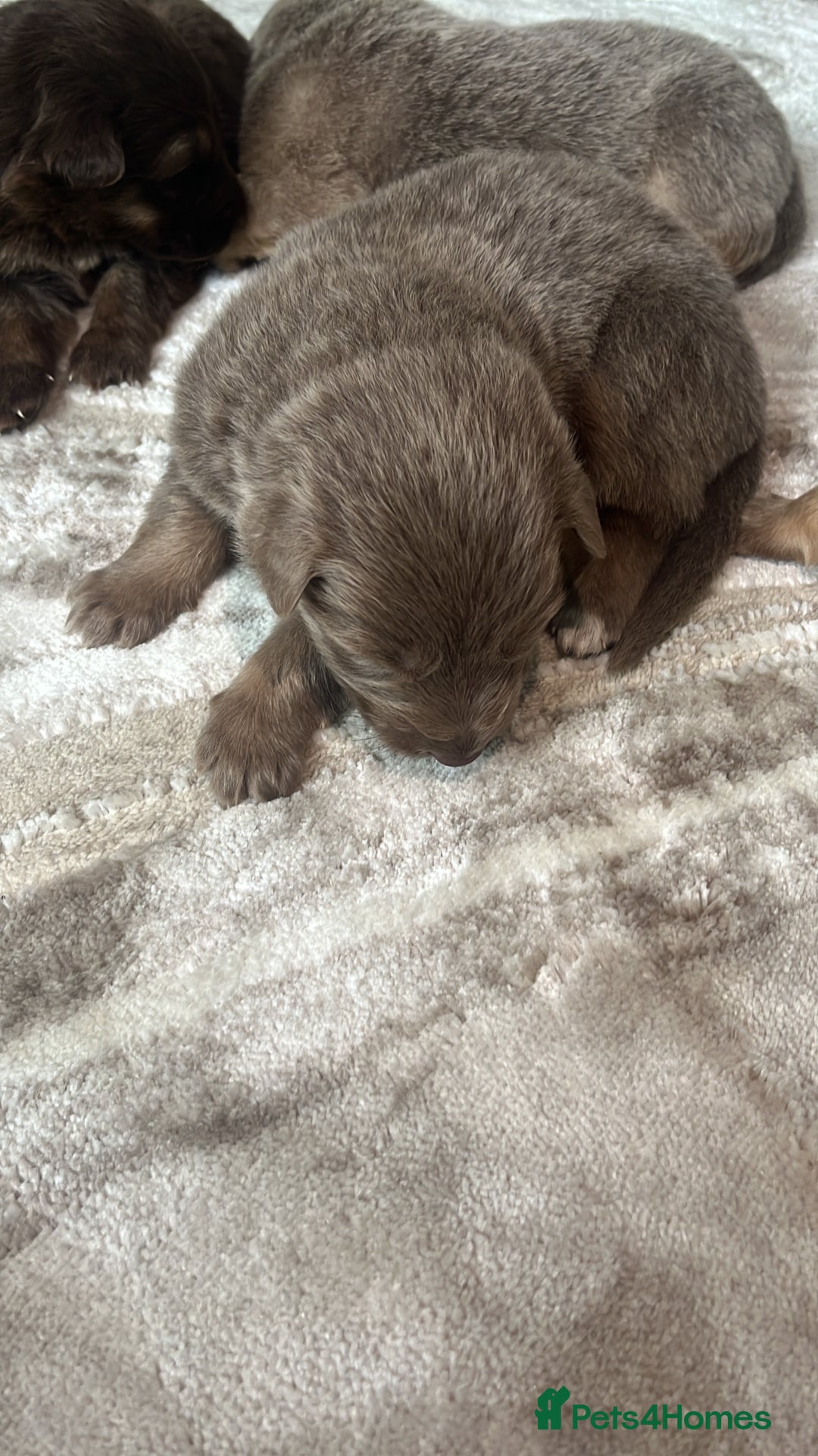 German Shepherd dogs for sale: Working KC GSD German shepherd puppies  - Image 10