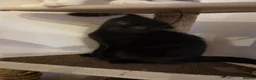 Mixed Breed cats for sale: 4 Female kittens  - Advert 5