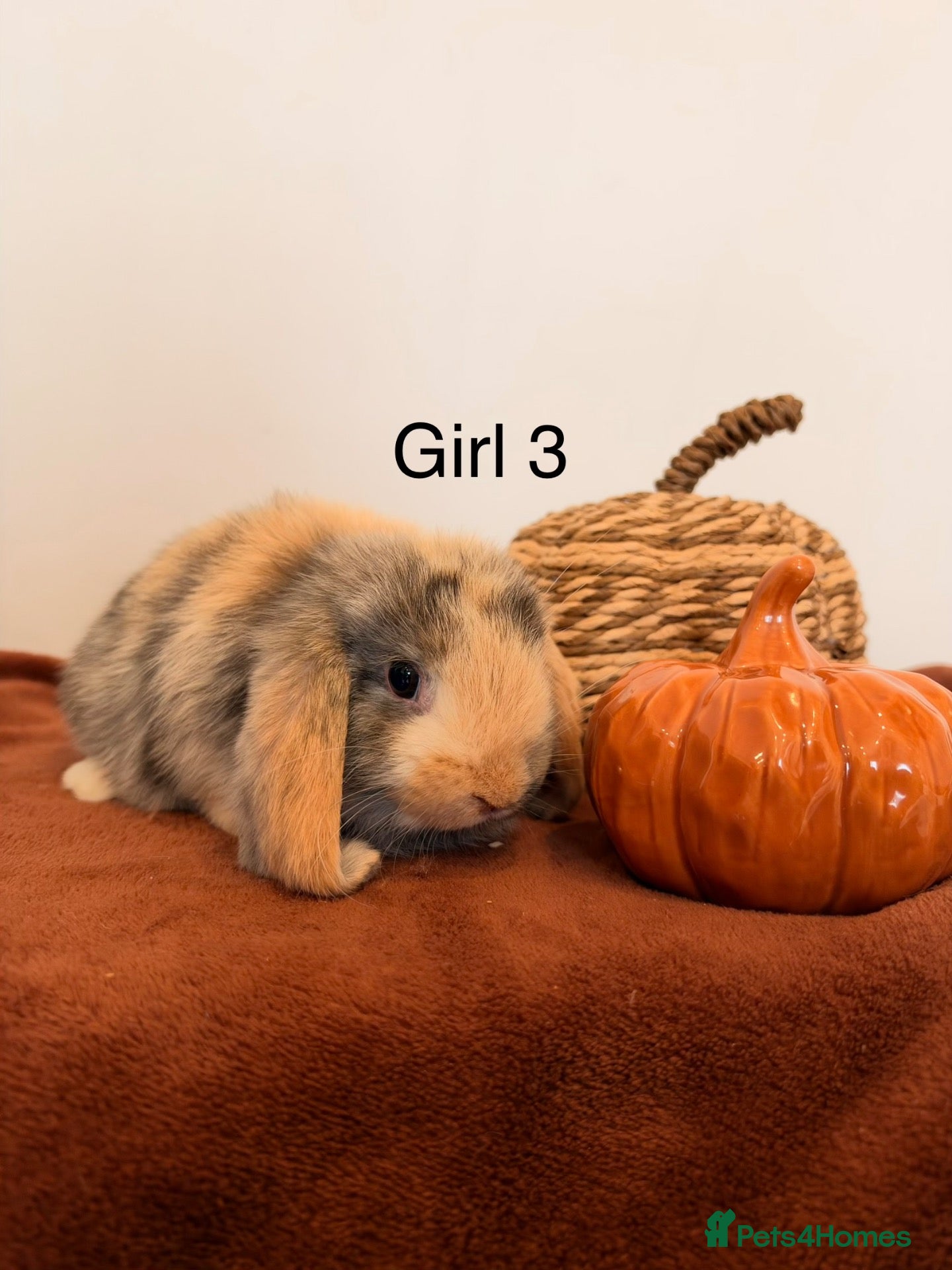 Mini Lop rabbits Mini lop babies🐰✨ - Advert 2