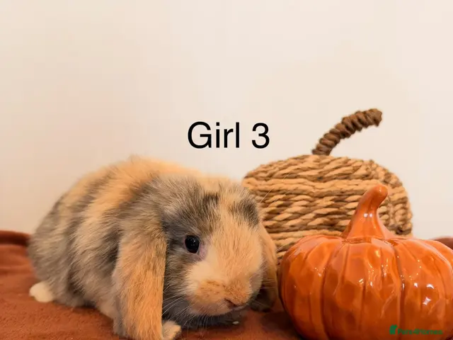 Mini Lop rabbits for sale: Mini lop babies🐰✨ - Advert 2