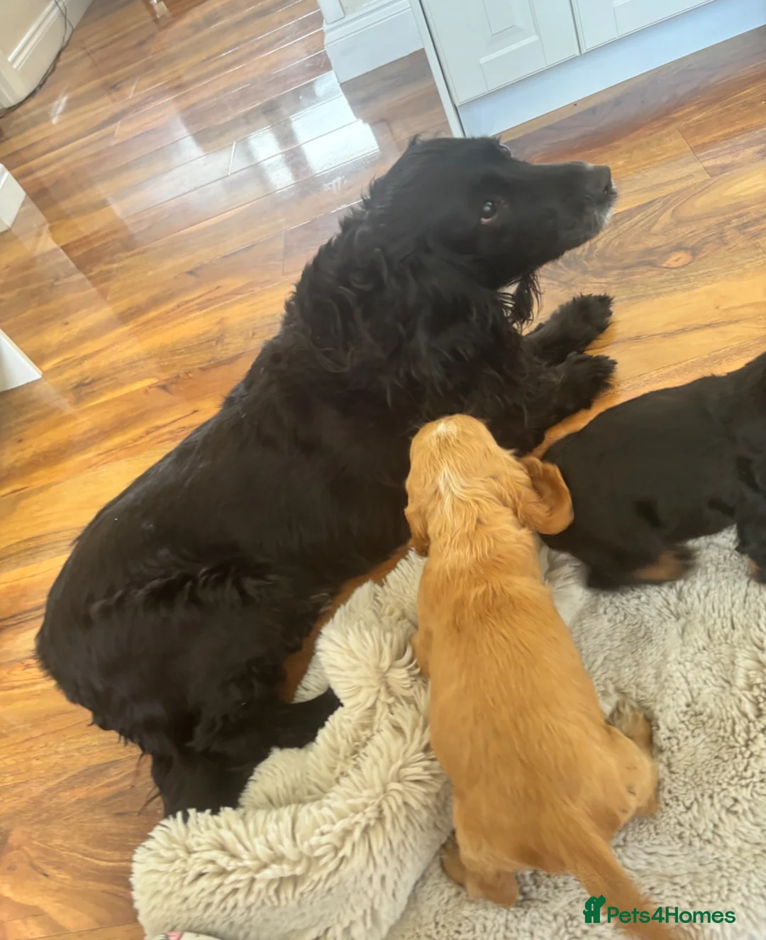 Cocker Spaniel dogs for sale: Cocker spaniel puppies for sale  in Guildford - Advert 6
