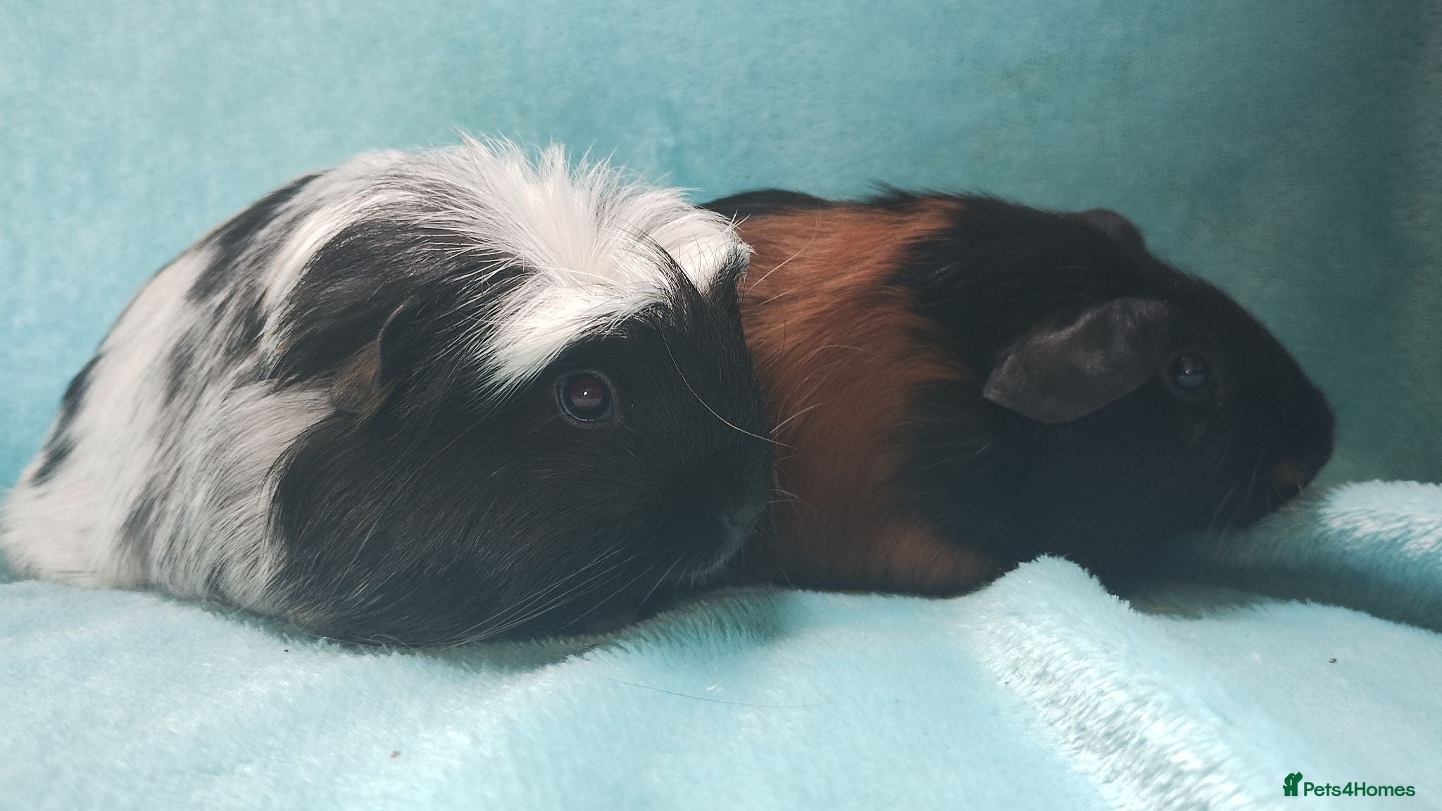 Guinea Pig rodents Price for two boy guinea pigs so tame  - Advert 2