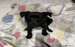Whippet dogs for sale: 🐾 KC Registered Black Whippet Puppies 🐾 - Image 23