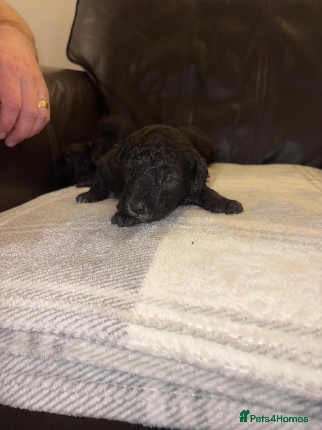 Bedlington Terrier dogs for sale: Bedlington - Advert 4