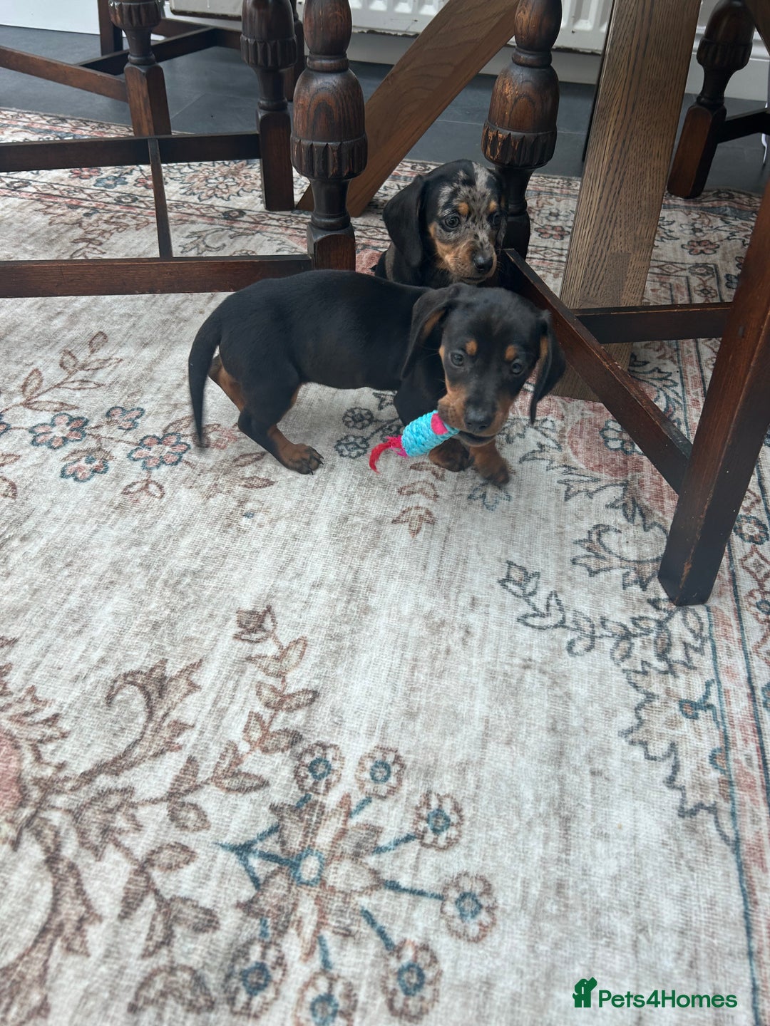 Miniature Dachshund dogs for sale: Miniature dachshund puppy’s  - Advert 12