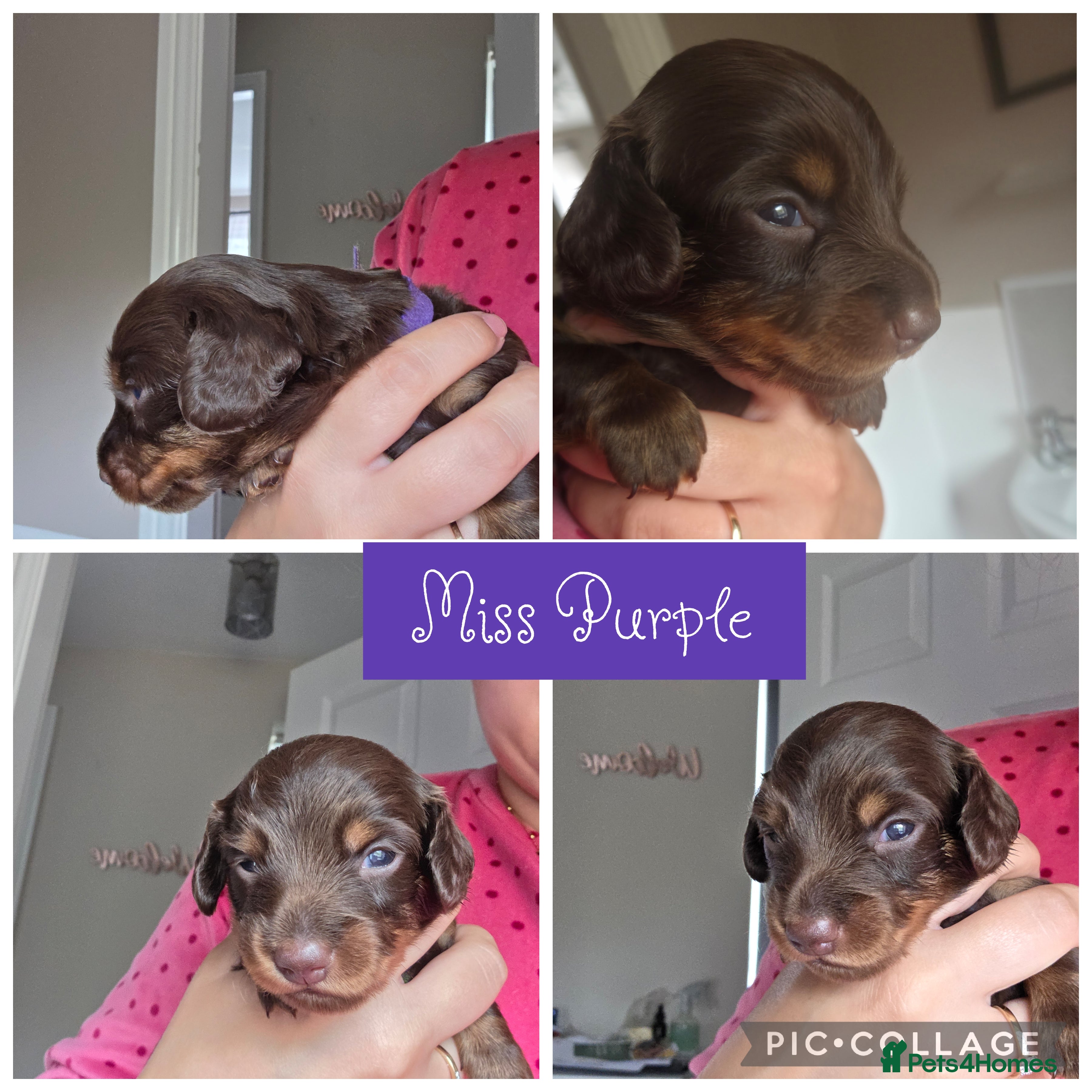 Miniature Dachshund dogs Chocolate & Tan Miniature Dachshund Puppies - Advert 1