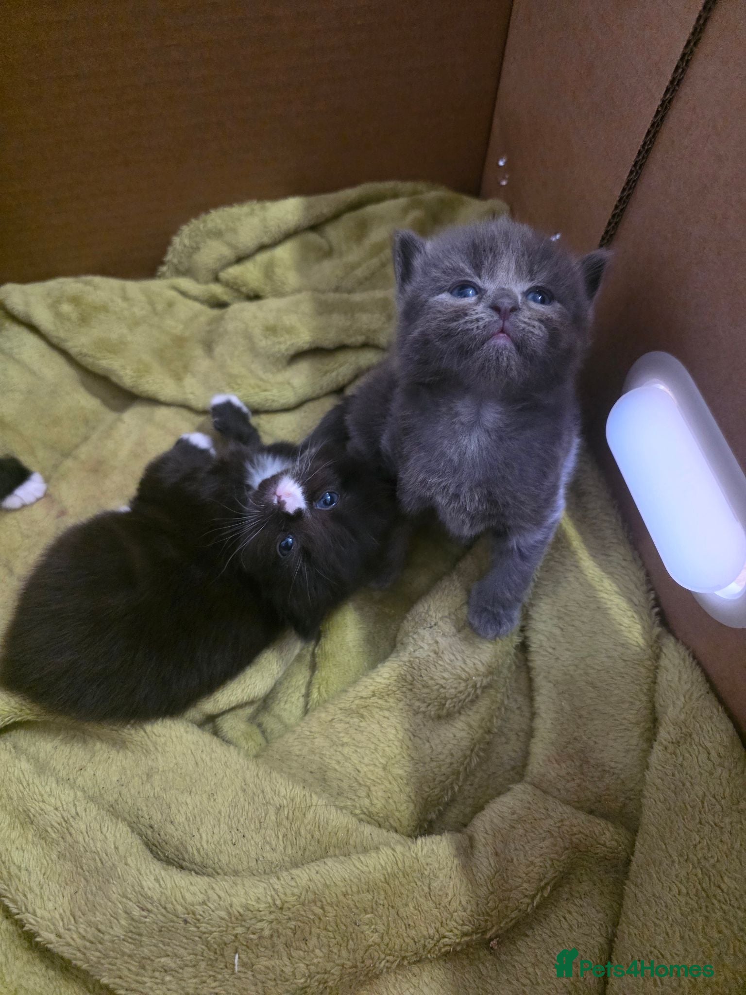 Mixed Breed cats 3 stunning kittens for sale - Advert 1