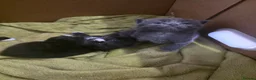 Mixed Breed cats for sale: 3 stunning kittens for sale - Advert 1