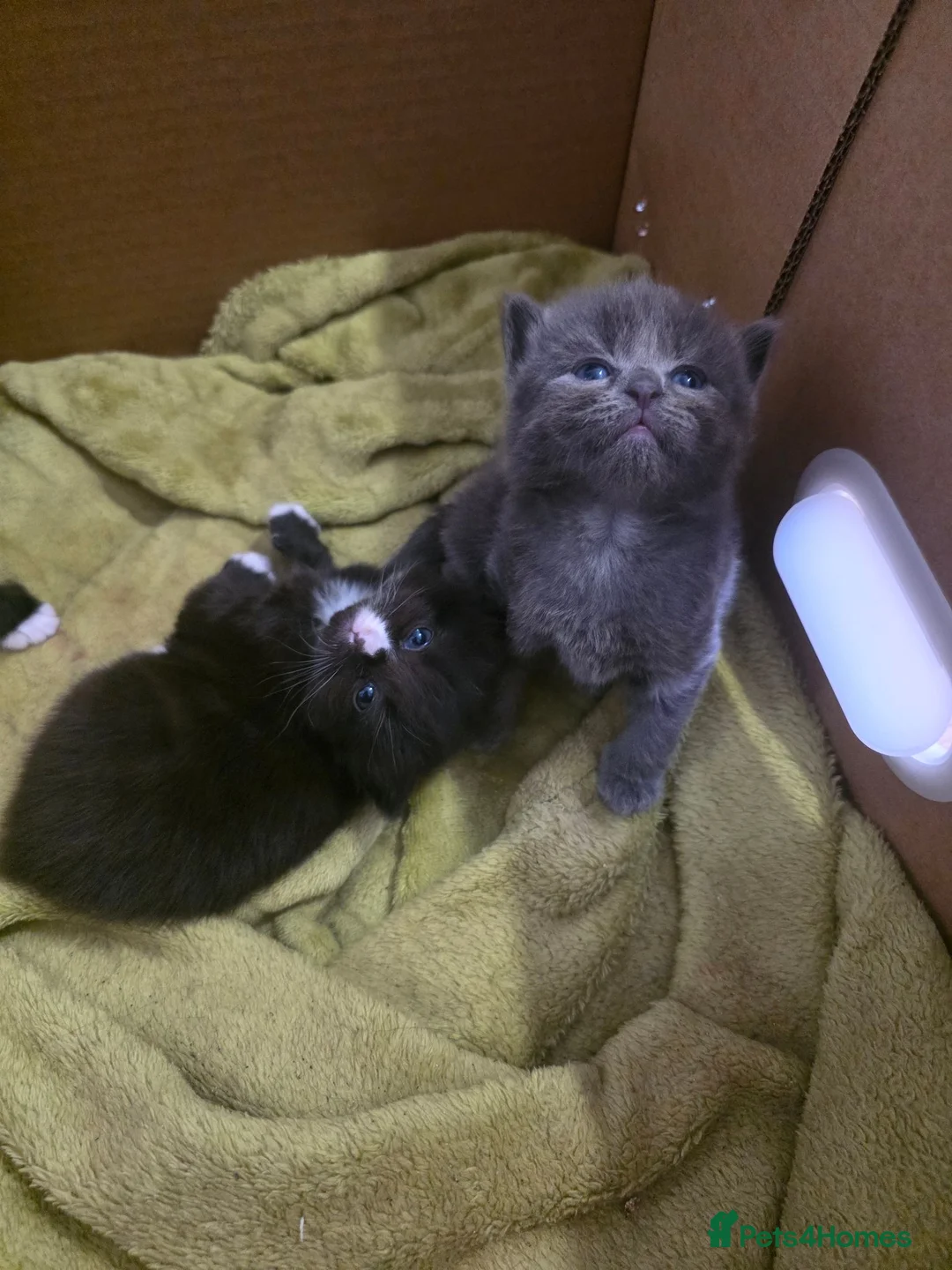 Mixed Breed cats for sale: 3 stunning kittens for sale - Advert 1