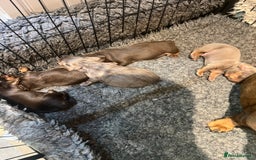 Miniature Dachshund dogs for sale: Gorgeous short & Long haired boys - Image 6