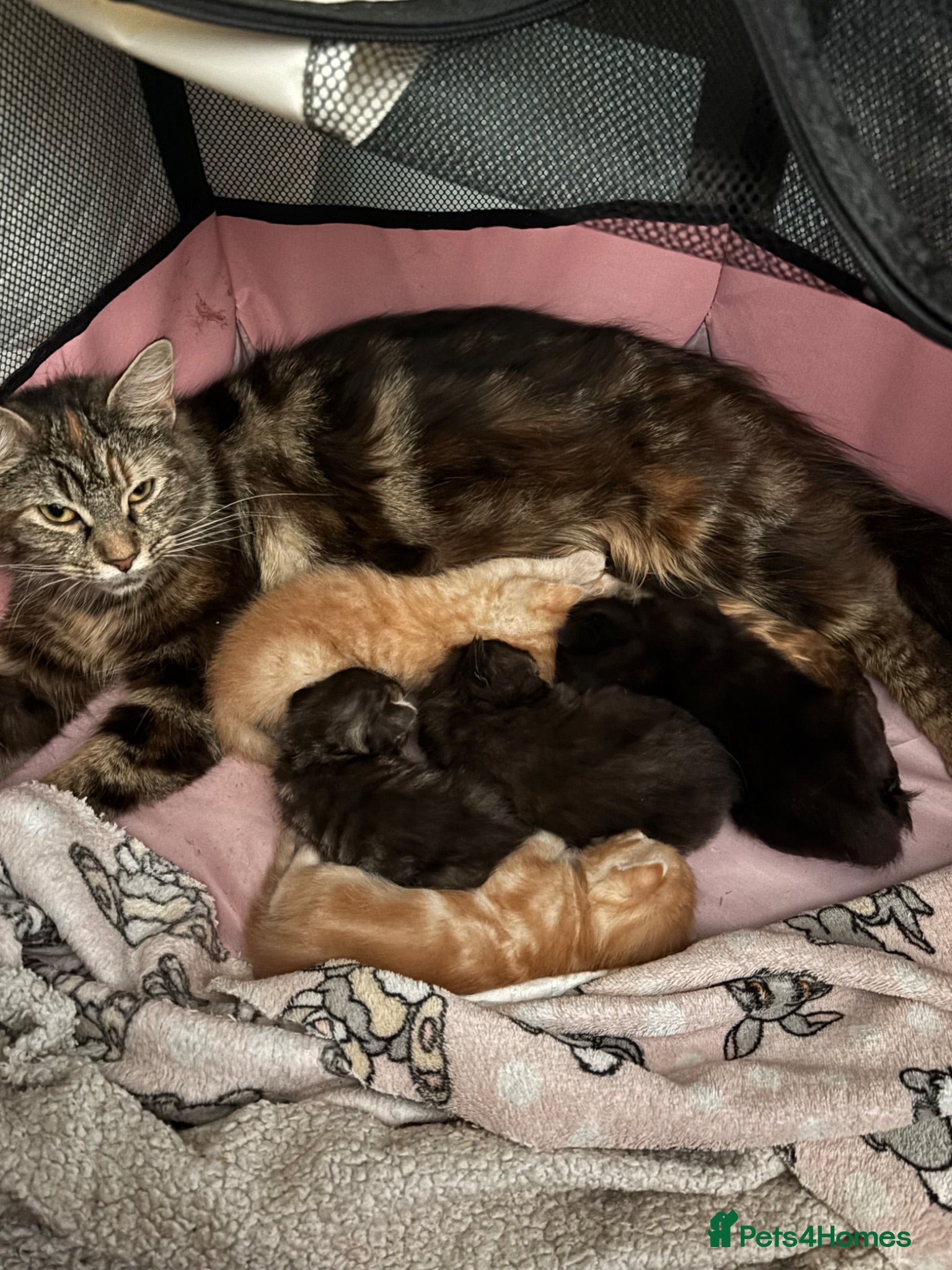 Domestic Shorthair cats Kittens looking for forever homes 4boys - Advert 3