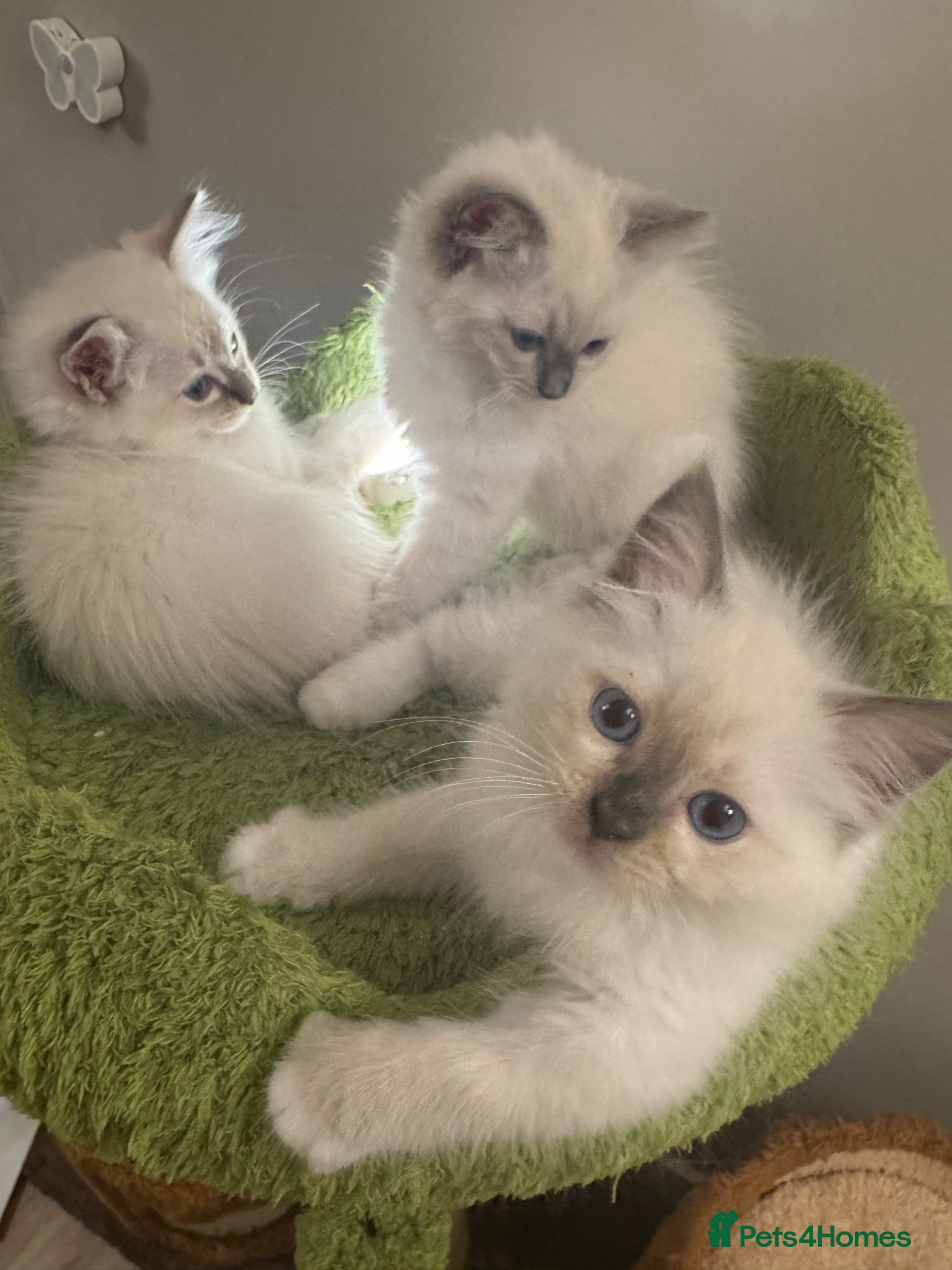 Ragdoll cats Pure Ragdoll Boys Available now  - Advert 2