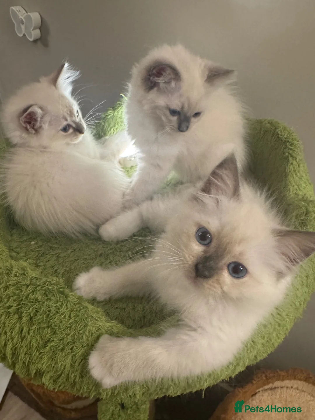 Ragdoll cats for sale: Pure Ragdoll Boys Available now  - Advert 2