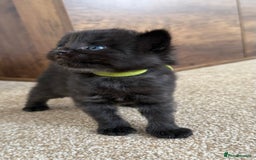 Mixed Breed cats for sale: 5 beautiful, playful kittens for sale  - Image 2