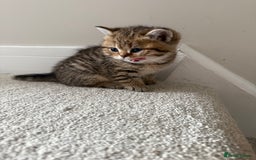 British Shorthair cats for sale: SOLD Sired by Champion FIFE dad -  Golden BSH - Image 20