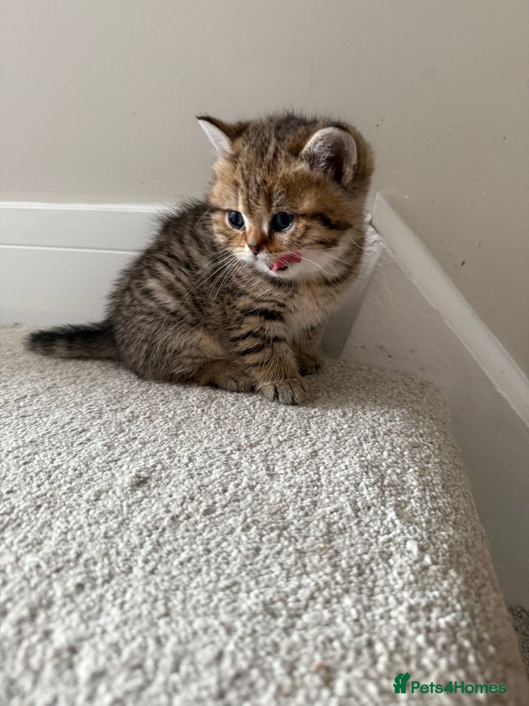 British Shorthair cats for sale: SOLD Sired by Champion FIFE dad -  Golden BSH - Image 20