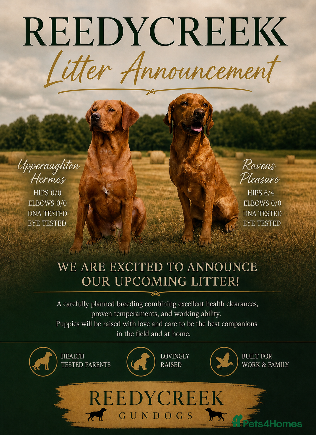 Labrador Retriever dogs KC Registered Fox Red Labrador Puppies  - Advert 4