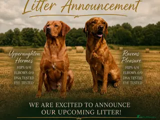 Labrador Retriever dogs KC Registered Fox Red Labrador Puppies - Advert 4