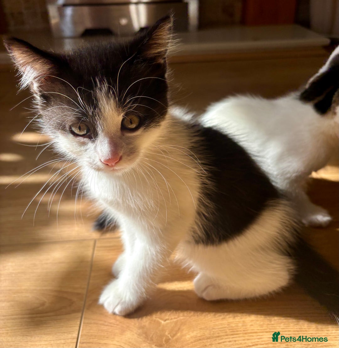 Mixed Breed cats for sale: White and tabby/white and black kittens - Image 5