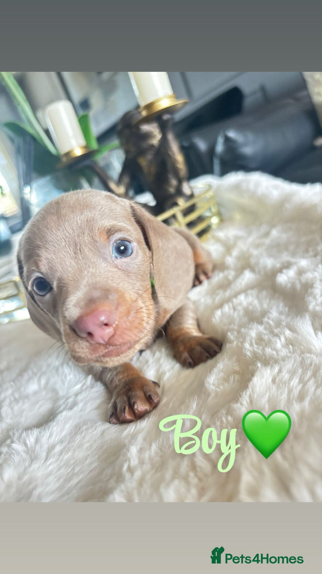 Miniature Dachshund dogs for sale: Kc registered  miniature dachshund puppies - Image 6