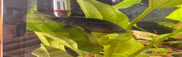 Gouramis fish for sale: Leopard bush fish for new home in Doncaster - Advert 7