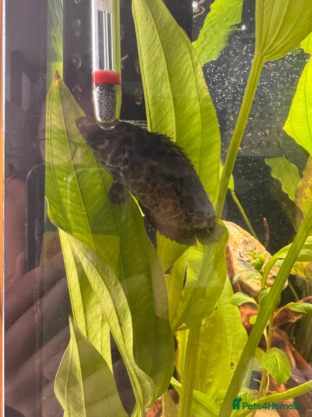 Gouramis fish for sale: Leopard bush fish for new home in Doncaster - Advert 7